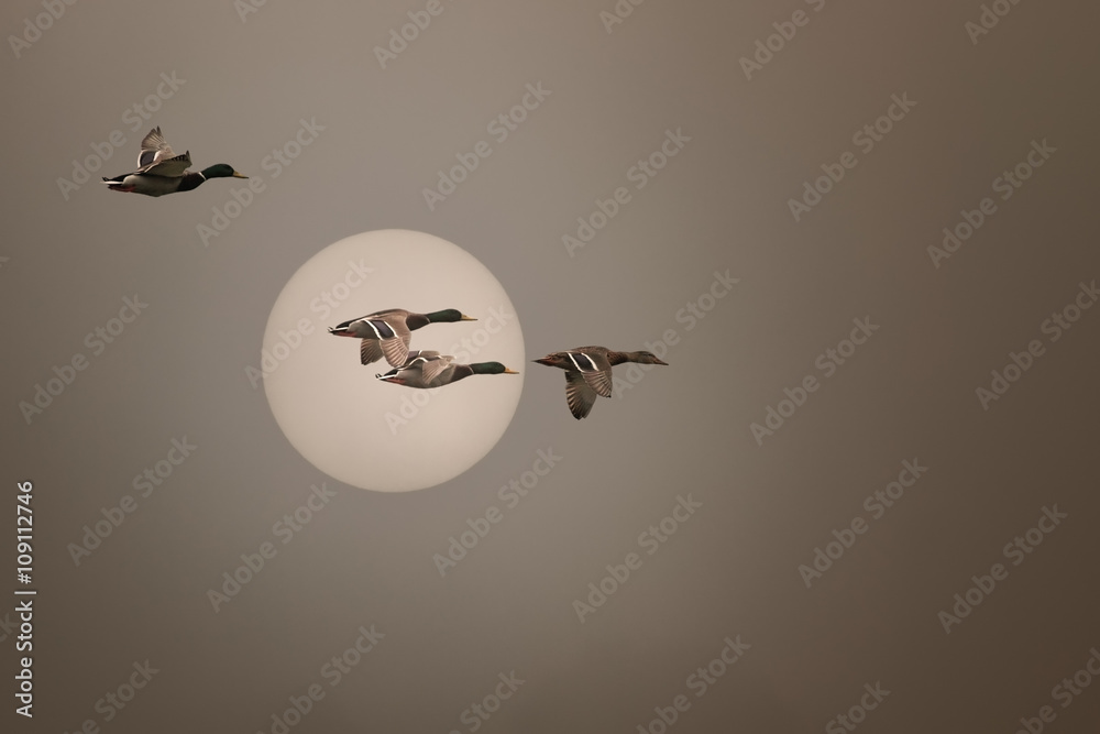 Wild ducks flying in a foggy sunset