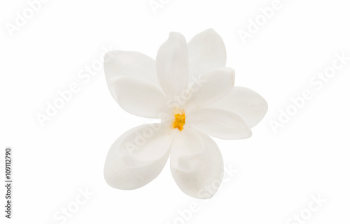 lilac flower isolated