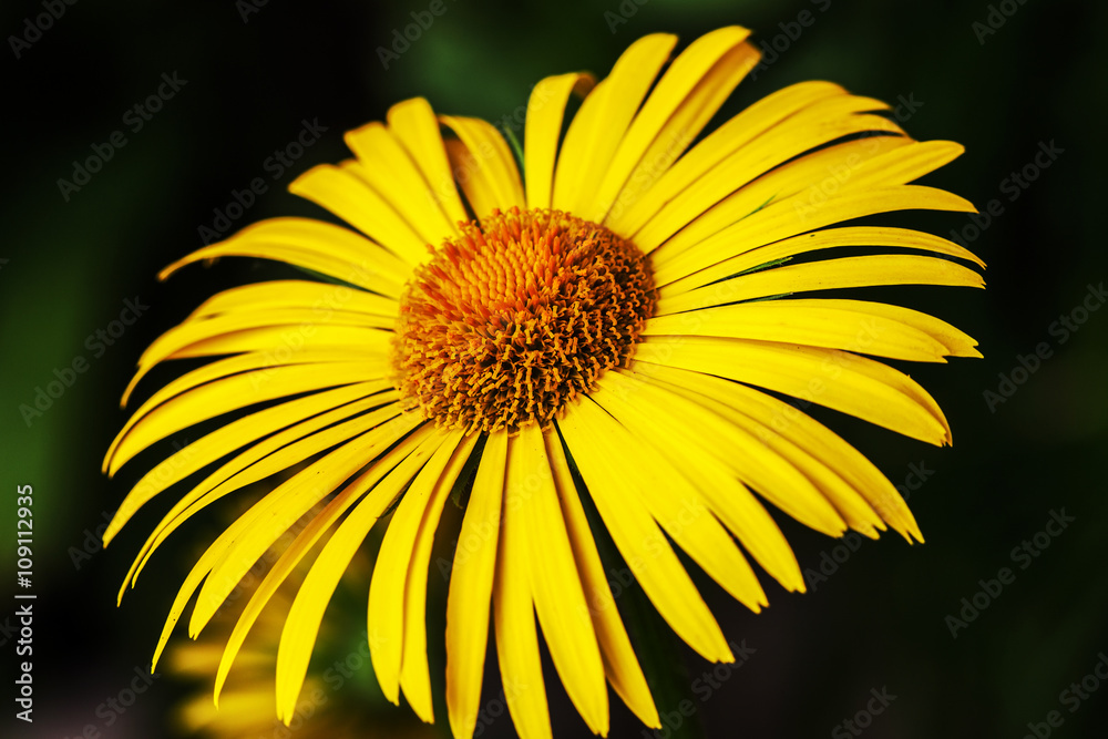 Yellow daisy flower isolated on dark background Yellow daisy flower isolated on dark background
