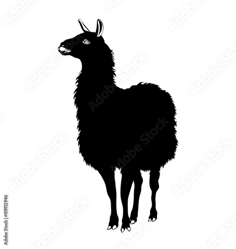 Lama, llama vector black and white