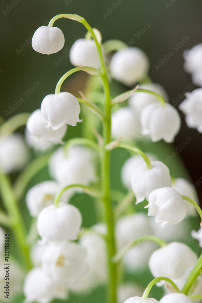 Blooming Lily of the valley in spring garden with shallow focus Blooming Lily of the valley in spring garden with shallow focus