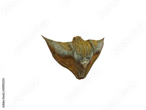 Foto water chestnuts, trapa natans, isolated on a white background