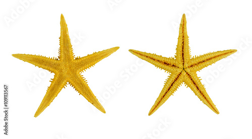 two yellow sea star ,isolated on white background