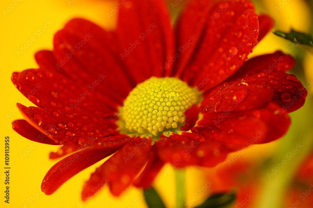 Red Chrysanthemum on yellow background Red Chrysanthemum on yellow background