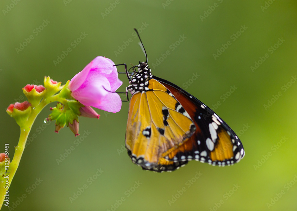 Beautiful Plain Tiger butterfly (Danaus chrysippus) perching on flower. Beautiful Plain Tiger butterfly (Danaus chrysippus) perching on flower.