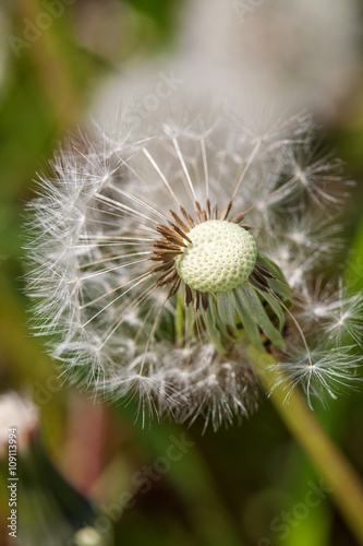 Dandelion on the meadow at greens background. Close up