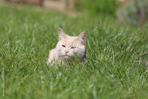 Ginger cat playing in garden