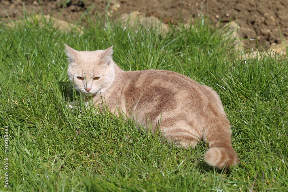 Ginger cat laying in garden
