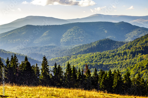 coniferous forest on a mountain slope