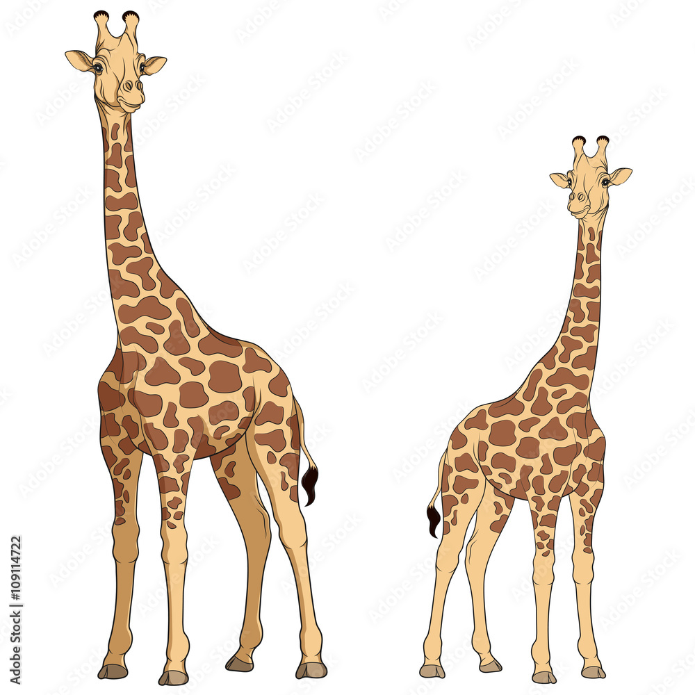 Fototapeta premium Colored vector illustration of a giraffe. Isolated objects on white.