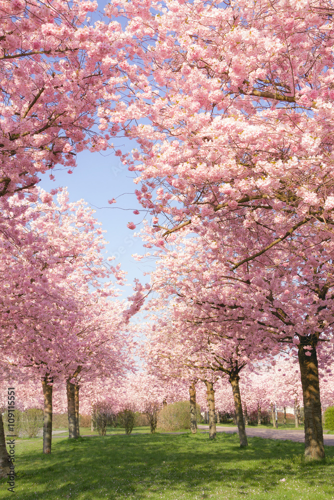 Blühende japanische Kirschbäume vor blauem Himmel