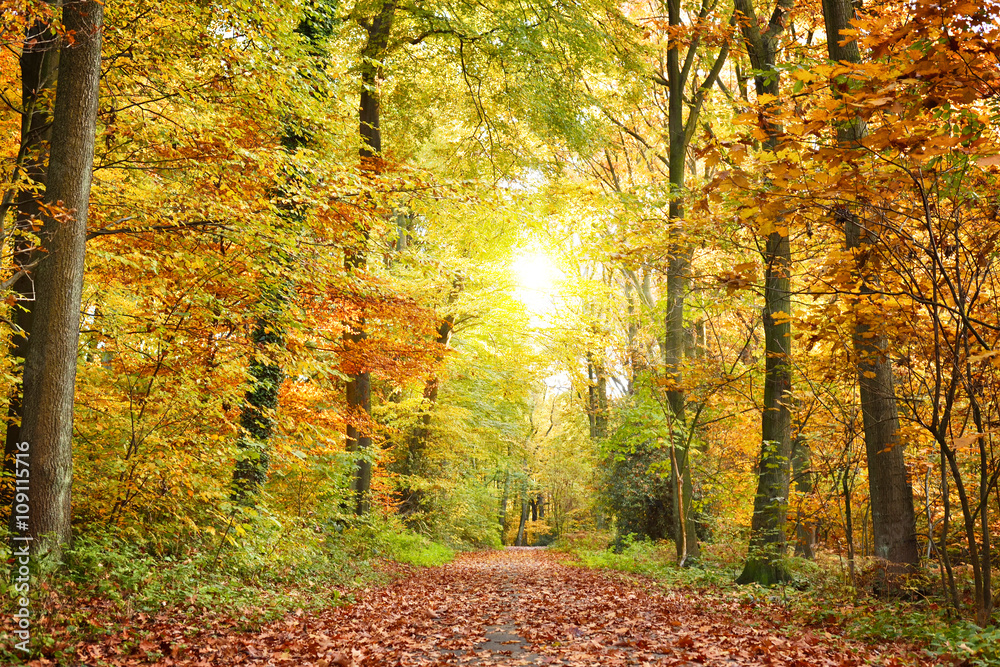 Autumn forest with sunbeam and copy space. View of a single lane road in an autumn forest.