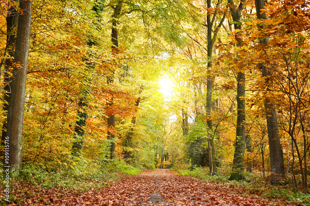 Autumn forest with sunbeam and copy space. View of a single lane road in an autumn forest. Autumn forest with sunbeam and copy space. View of a single lane road in an autumn forest.