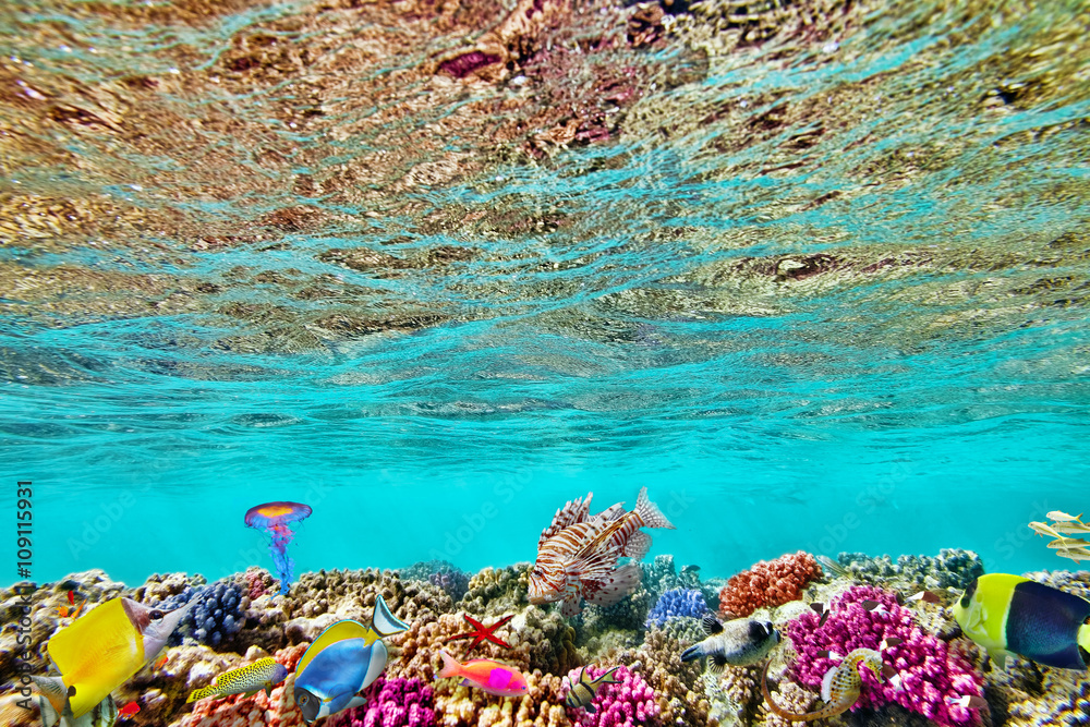 Fototapeta premium Wonderful and beautiful underwater world with corals and tropica