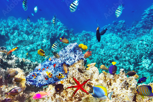 Fototapeta Naklejka Na Ścianę i Meble -  Wonderful and beautiful underwater world with corals and tropica