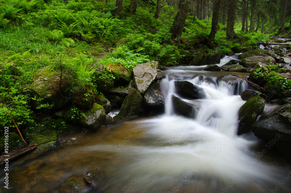 Mountain river in forest.