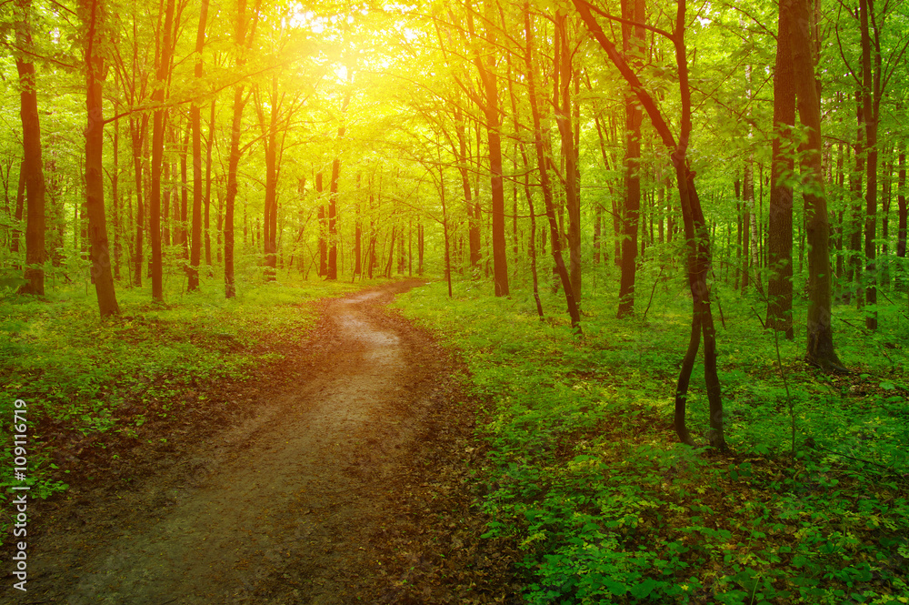 Fototapeta premium Forest and sun