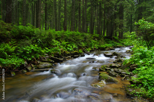 Mountain river in forest.