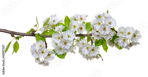  blossoms isolated on white © Alekss