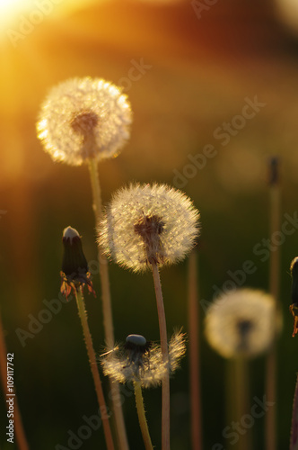 dandelions in the sun