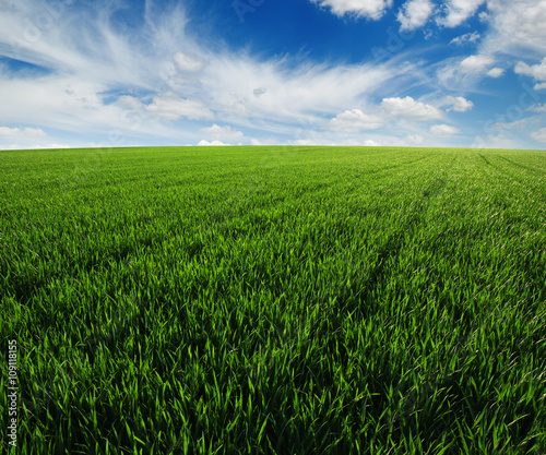  field and sky