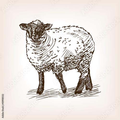 Sheep hand drawn sketch vector
