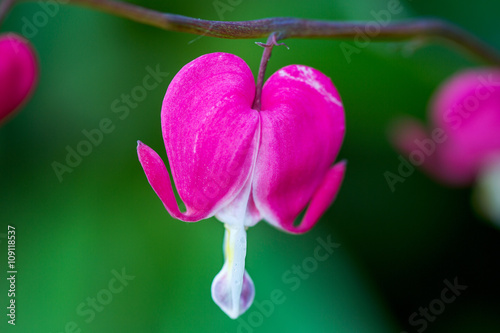 Blooming pink bleeding heart flowers - Dicentra spectabils photo