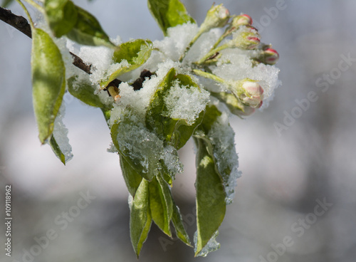 Birnbaumblüte im Schnee