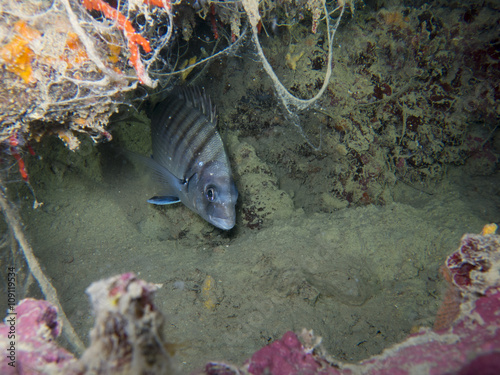 Underwater life photo