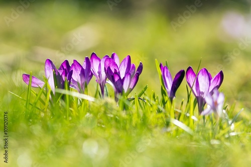 lila krokusse / Purple Crocuses photo