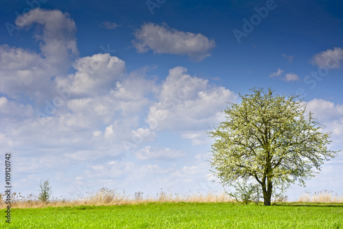 Krajobraz z kilkoma drzewami i chmurami na b    kitnym niebie. Wiejski krajobraz wczesn   wiosn   w pogodny dzie  . 