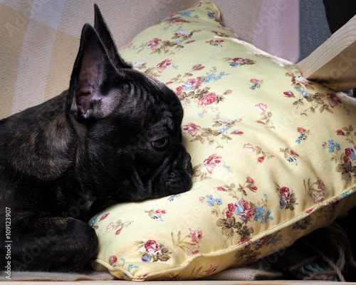 Dog lies comfortably on a pillow. The dog is black, thoroughbred - French bulldog. Big Dog Muzzle 