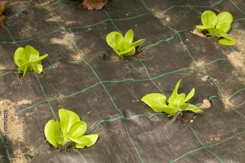 Insalata primaverile coltivata in piccola serra hobbystica photo