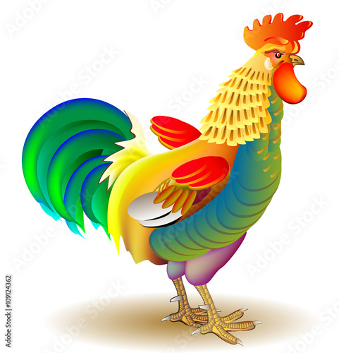 Illustration of beautiful cock on white background, vector cartoon image.