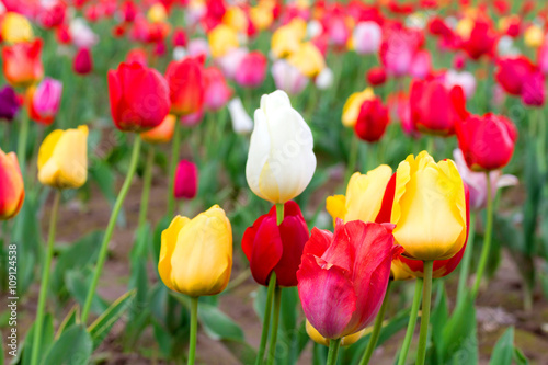 Tulips field in southern Germany