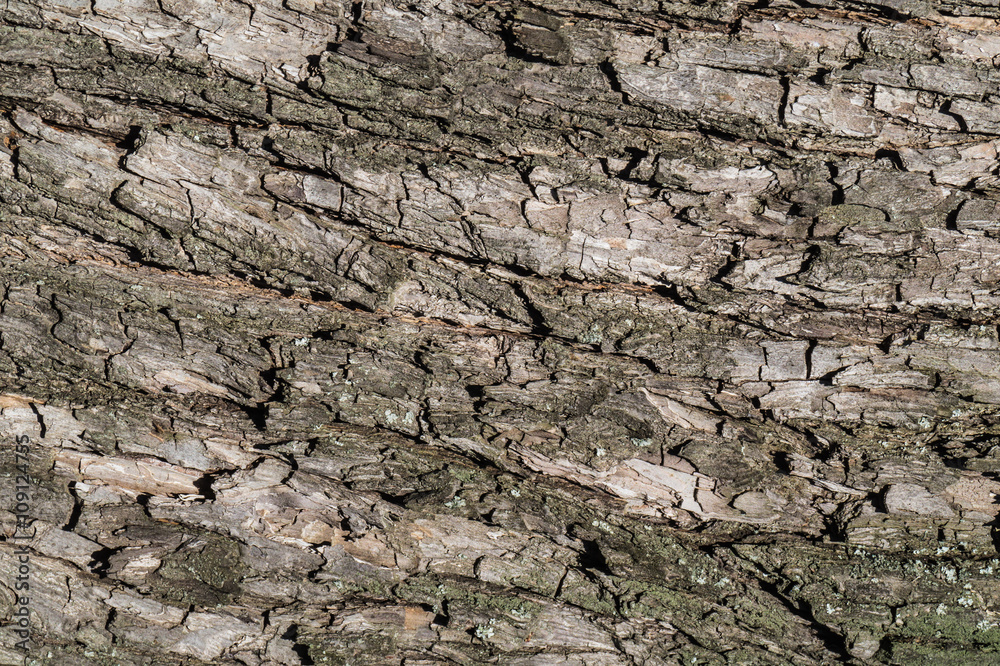 Bark of tree