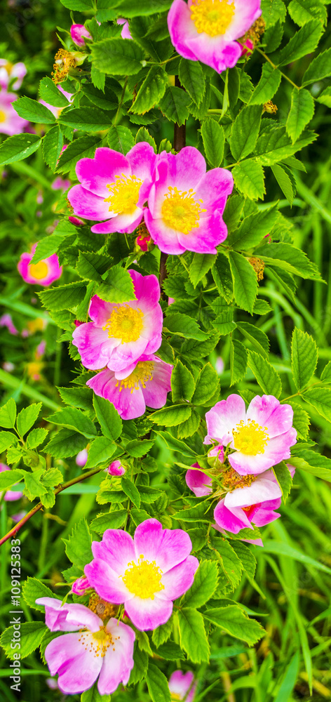 dog-rose dog-rose