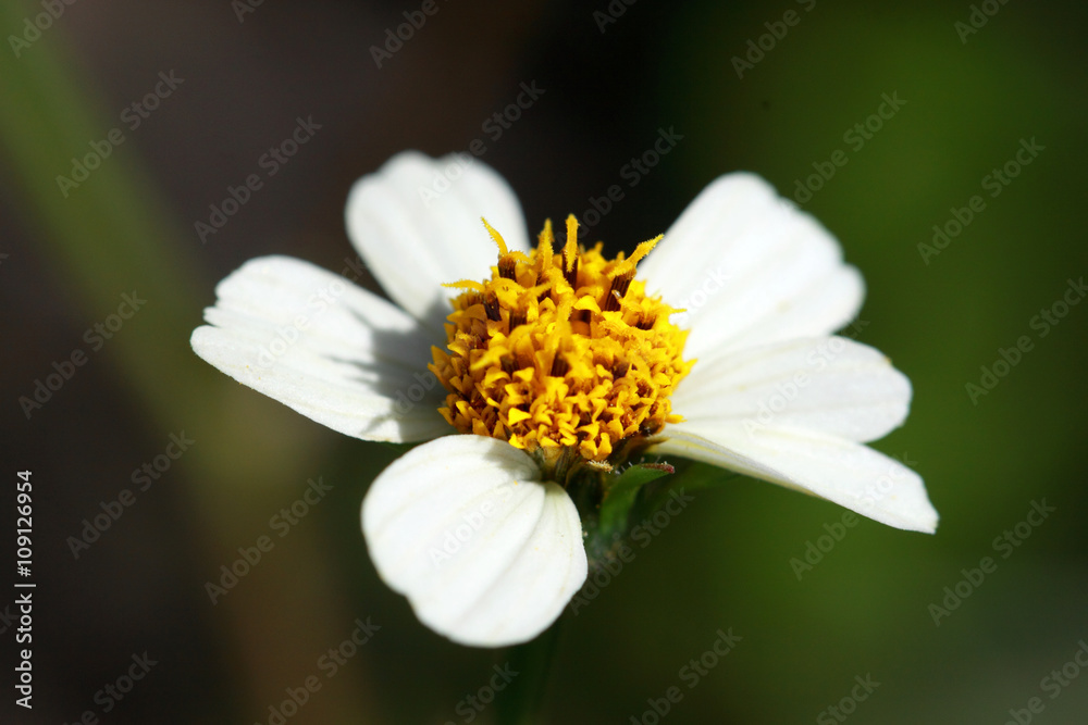 Galinsoga parviflora is an herbaceous plant Galinsoga parviflora is an herbaceous plant