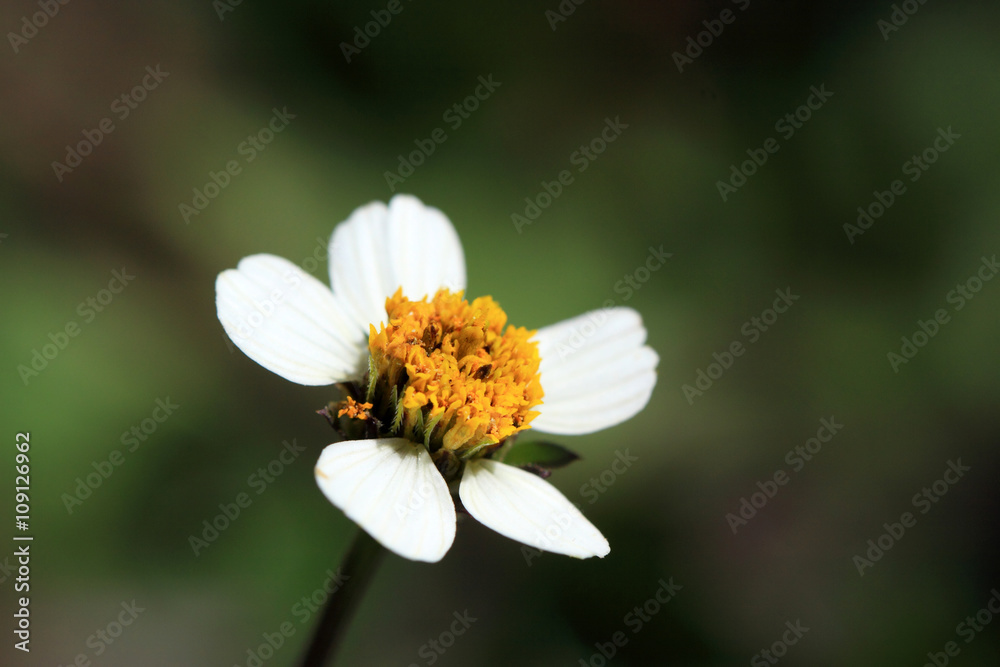 Simple little flower of Galinsoga quadriradiata Simple little flower of Galinsoga quadriradiata