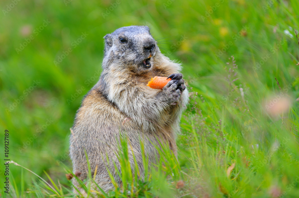 Murmeltier in den Alpen - marmot in the alps 93 Murmeltier in den Alpen - marmot in the alps 93
