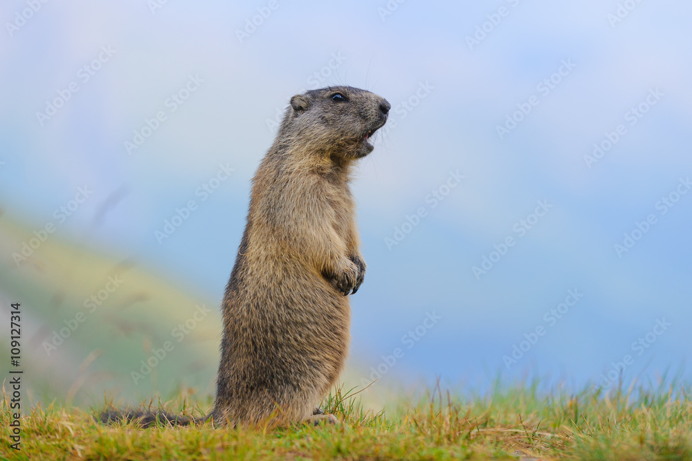 Murmeltier in den Alpen - marmot in the alps 68 Stock-Foto