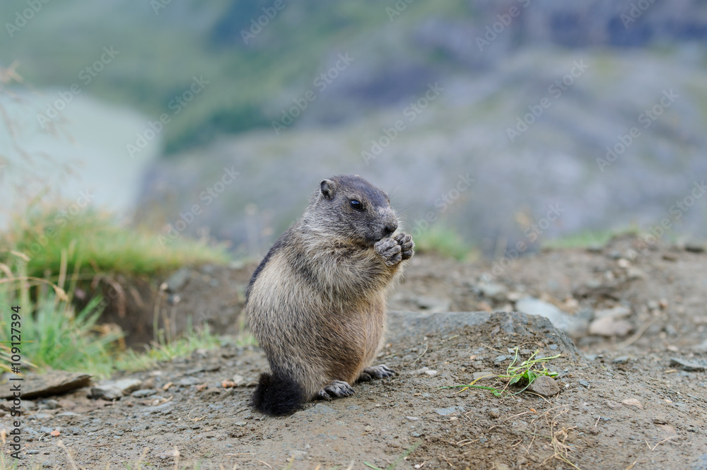Murmeltier in den Alpen - marmot in the alps 47 Murmeltier in den Alpen - marmot in the alps 47