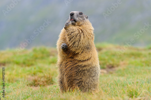 Tableau sur toile Murmeltier in den Alpen - marmot in the alps 63