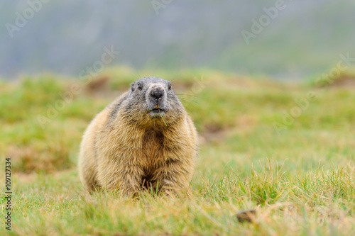 Murmeltier in den Alpen - marmot in the alps 62