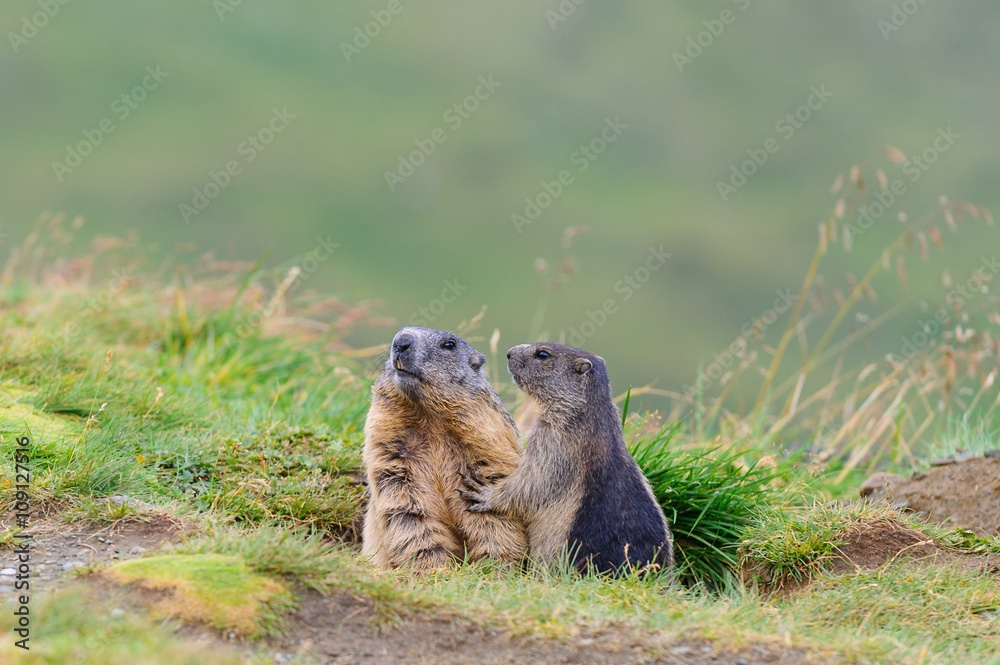 Fototapeta premium Murmeltier in den Alpen - marmot in the alps 20