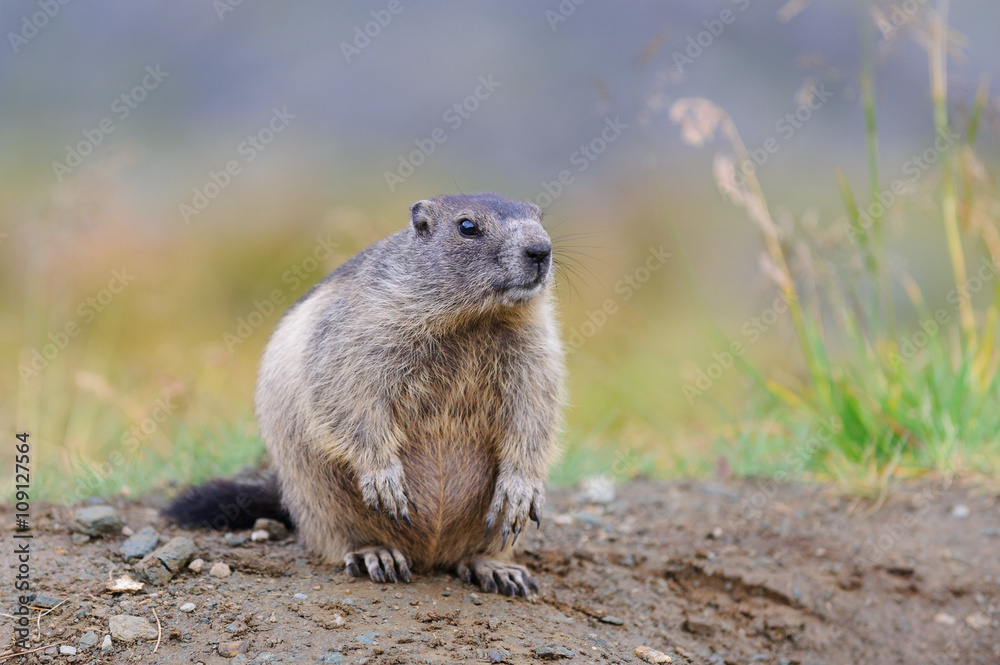 Murmeltier in den Alpen - marmot in the alps 9 Murmeltier in den Alpen - marmot in the alps 9