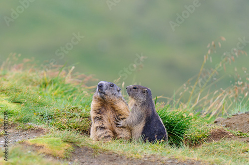 Murmeltier in den Alpen - marmot in the alps 20