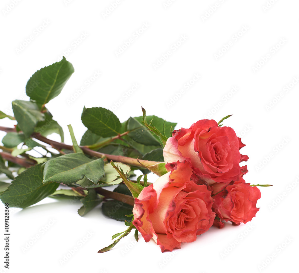 Fototapeta premium Three red rose isolated lying over the white surface