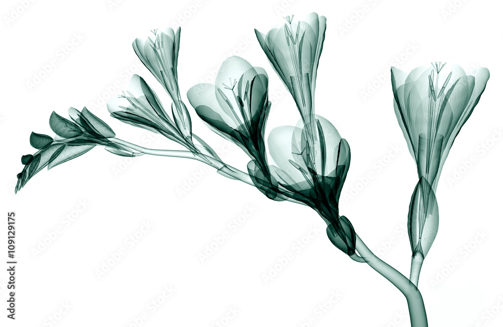 Fototapeta zdjęcie rentgenowskie kwiat na białym tle, Frezja