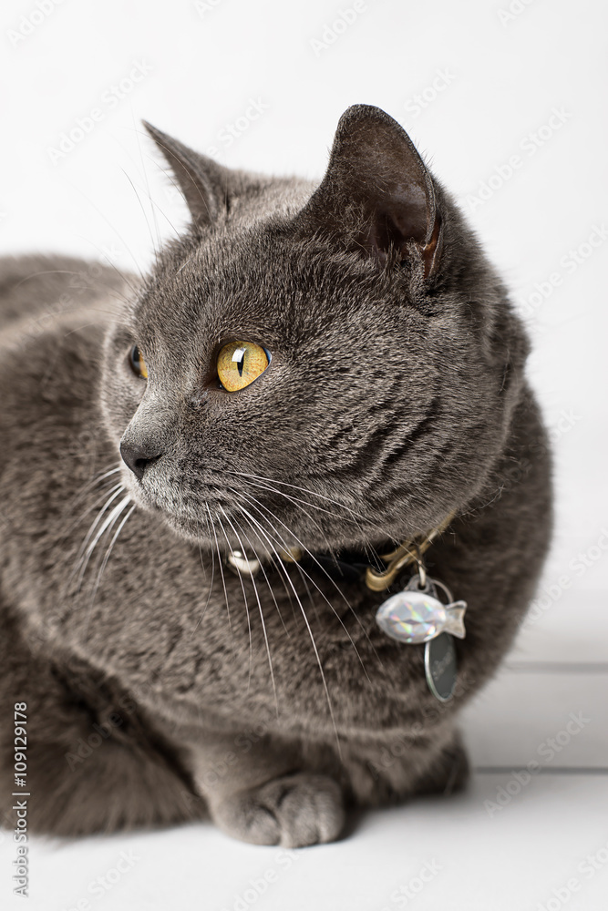 Grey cat chartreux